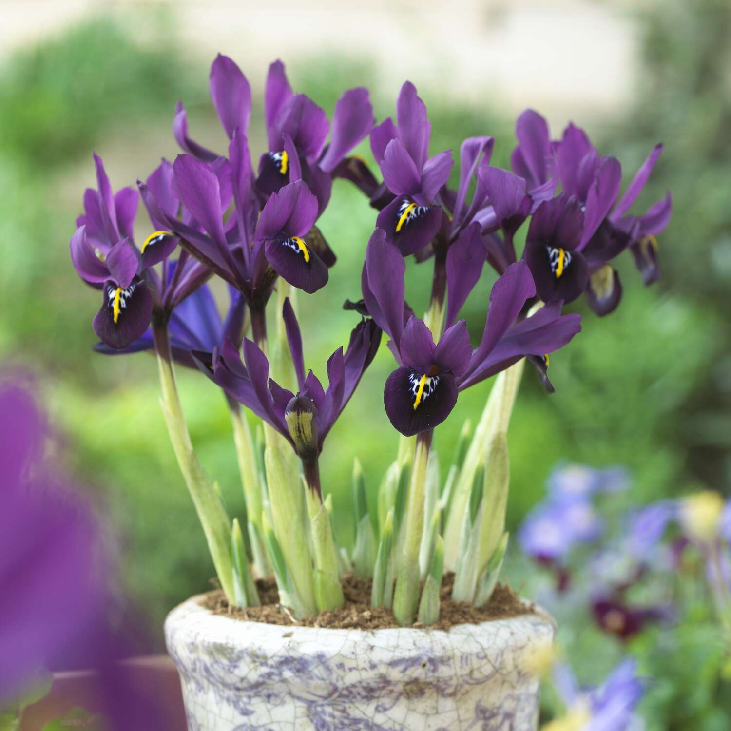 Iiris 'George'